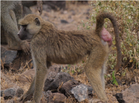 Baboon Reproduction: Linking Sexual Swellings, Estrogen, and Mating Behavior  - Duke Rhodes iiD
