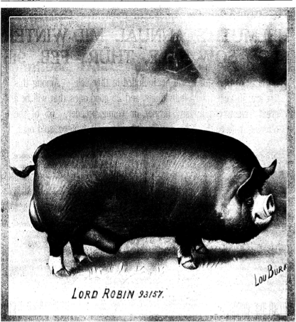 Lord Robin the Pig
