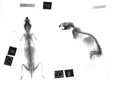 Rat x-ray