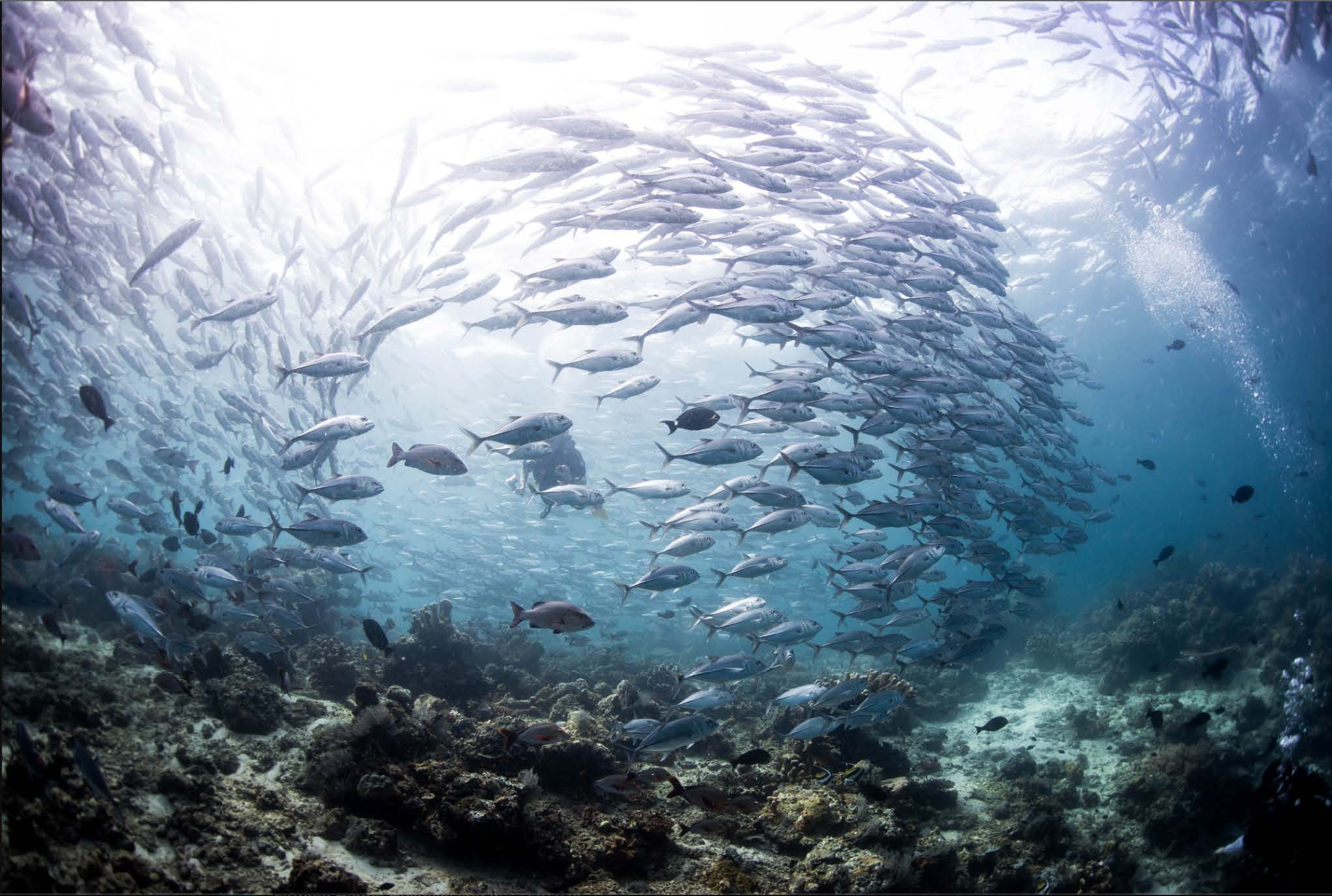 School of ocean fish