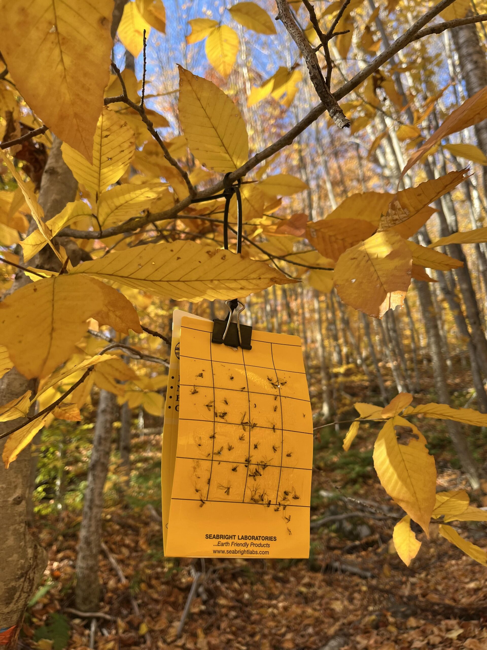 Image of insect trap hanging from a tree